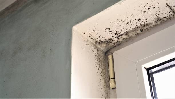 Best Black Mold Removal  in Crandon Lakes, NJ