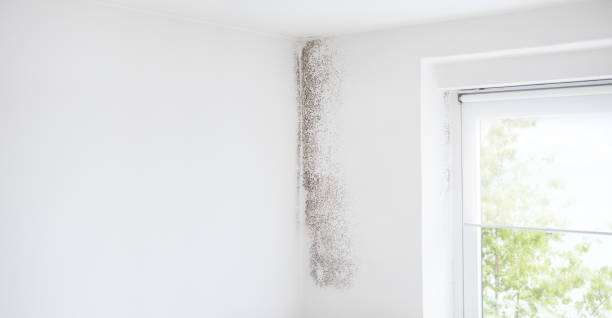 Mold Remediation for Vacation Homes in Crandon Lakes, NJ