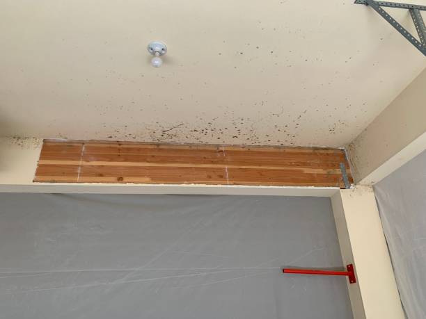 Best Comprehensive Air Testing for Mold Contaminants  in Crandon Lakes, NJ