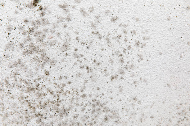 Professional Mold Removal in Crandon Lakes, NJ