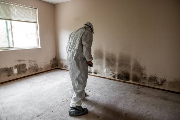 Environmental Consulting for Mold Prevention in Crandon Lakes, NJ