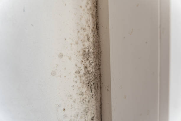 Best HVAC Mold Inspection and Cleaning  in Crandon Lakes, NJ