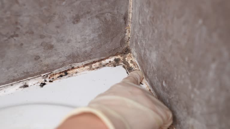 Best Mold Documentation for Insurance Claims  in Crandon Lakes, NJ
